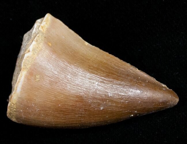 Mosasaur Tooth - Cretaceous Reptile #11206